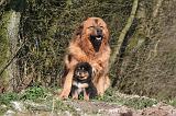 DOGUE DU TIBET 501